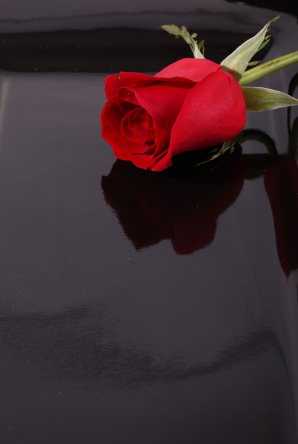 一支红玫瑰花图片
