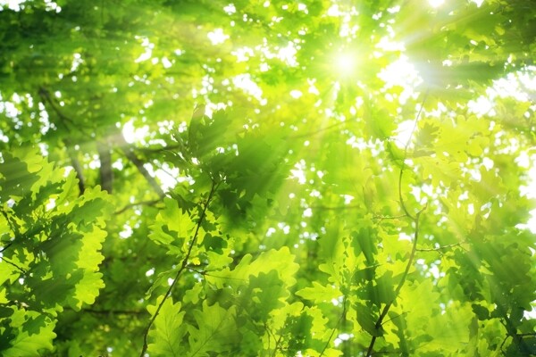 阳光与绿叶背景图片