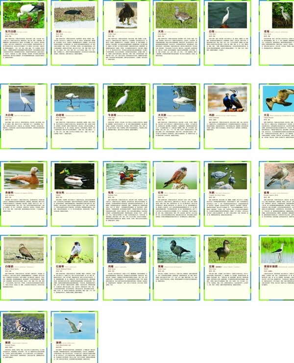 鸟类介绍图片