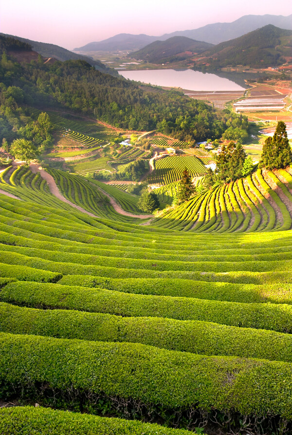 山坡山的茶田素材图片