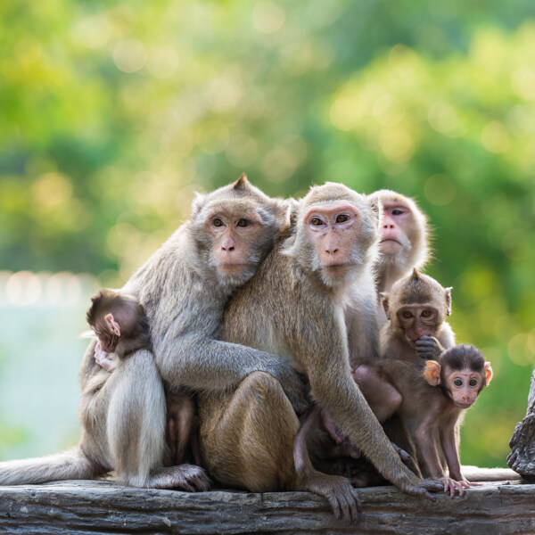 一群猴子摄影