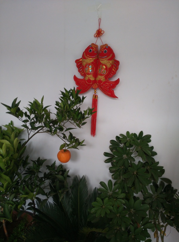 财树锦橙联鲤鱼图片