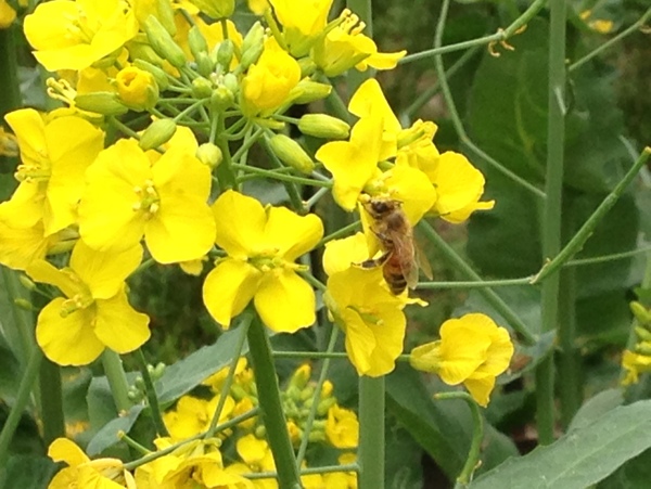 蜜蜂与油菜花图片