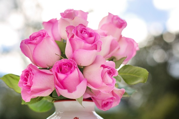 高清摄影鲜花绽放粉色玫瑰花