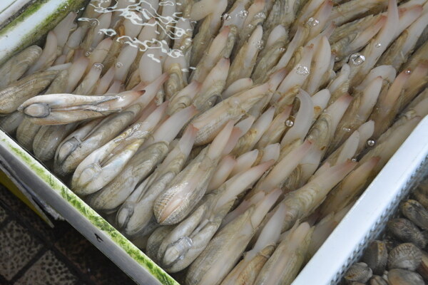 海鲜贝类