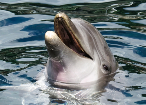 海豚海豚表演