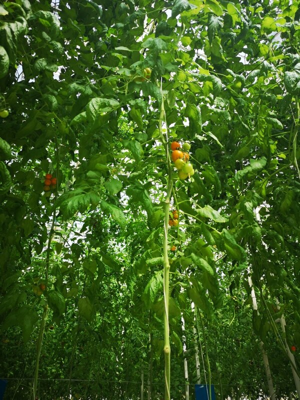 盆栽的番茄树