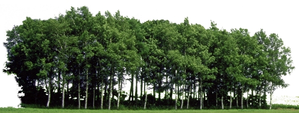 树林山林绿化图片