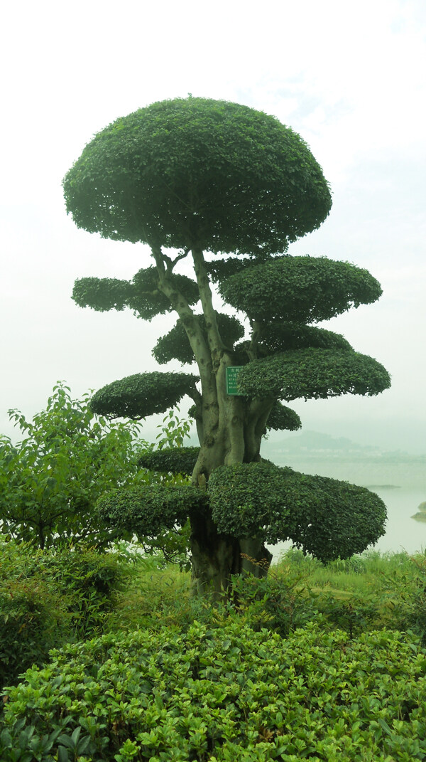 风景树图片