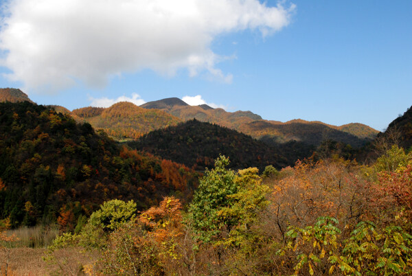 建始县高坪镇长岭岗林场图片