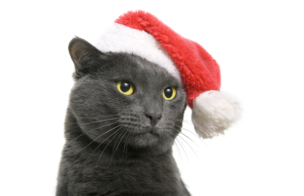 戴圣诞帽的黑色小猫