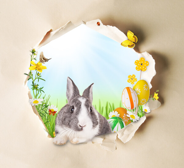 撕纸后面的兔子图片