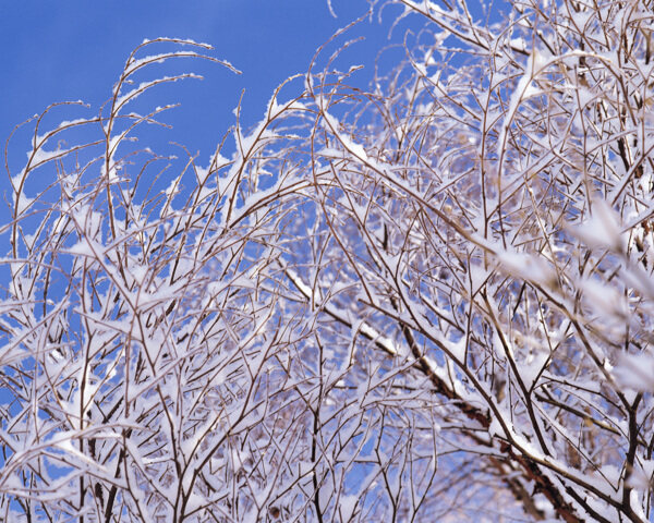 冬天雪景雪景大雪