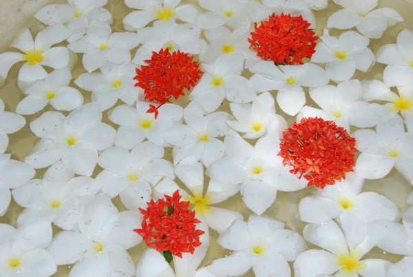 热带花卉背景白色鸡蛋花