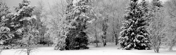 圣诞树雪景图片背景素材17