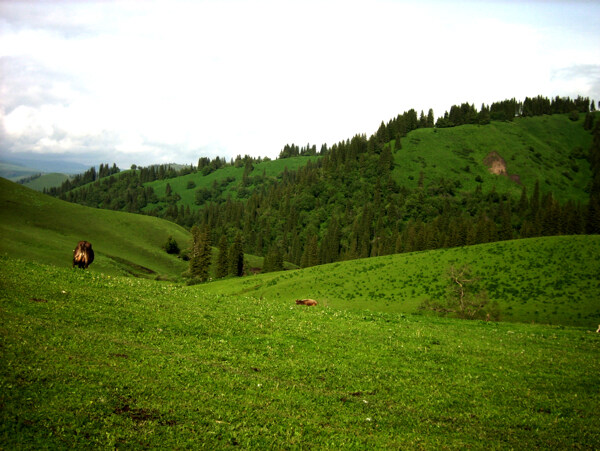 绿色山林牧牛图片