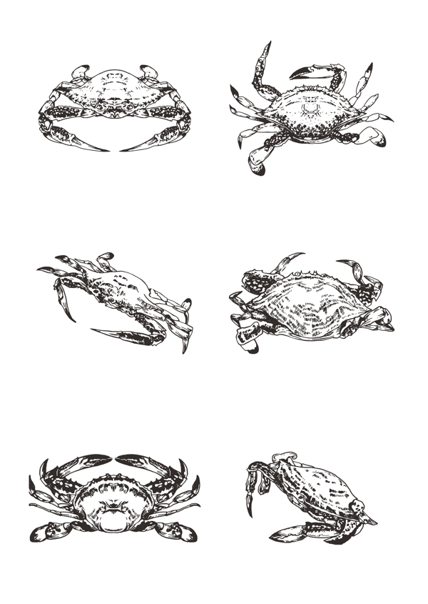 海鲜梭子蟹写实手绘线描图片