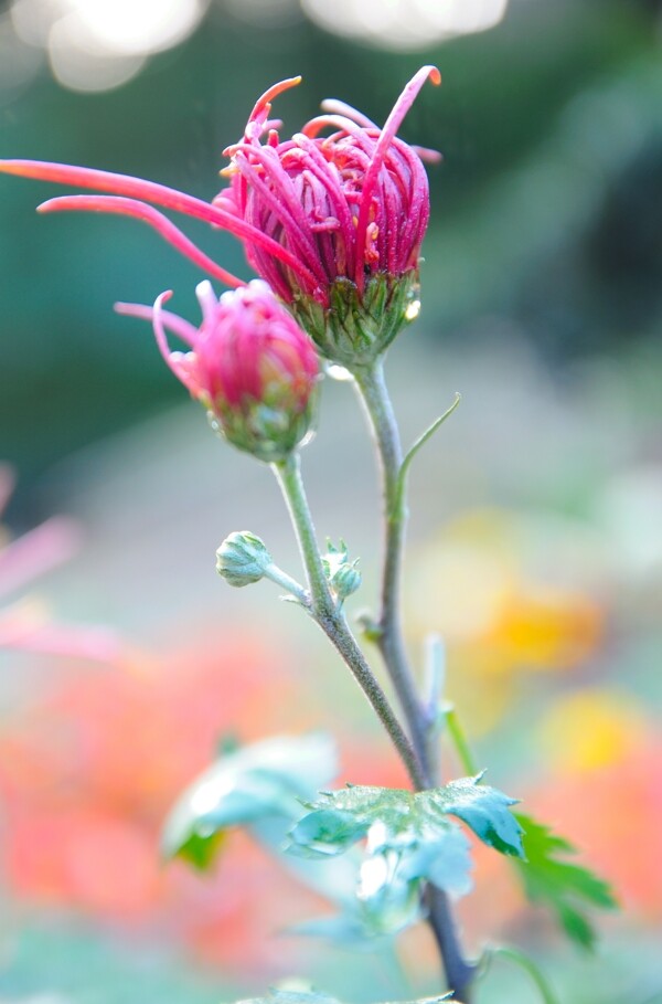 菊花图片