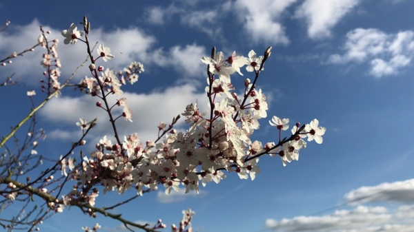 花卉树枝天空视频