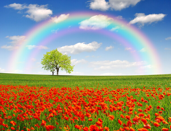 彩虹和红花图片