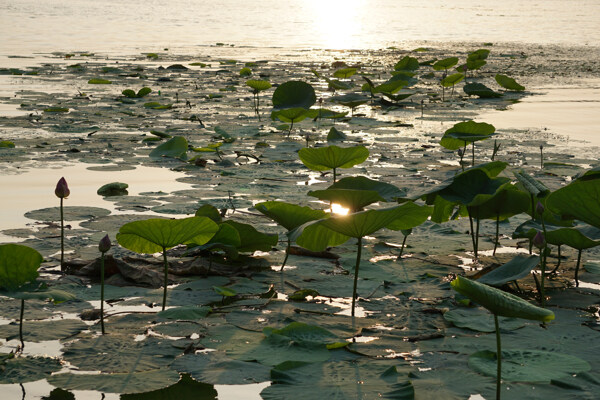 沈阳丁香湖黄昏荷花