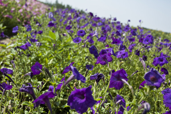 山坡上开满深紫色的小花