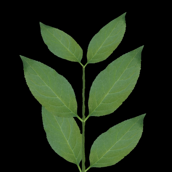Xfrog系列植物63ds格式带贴图2