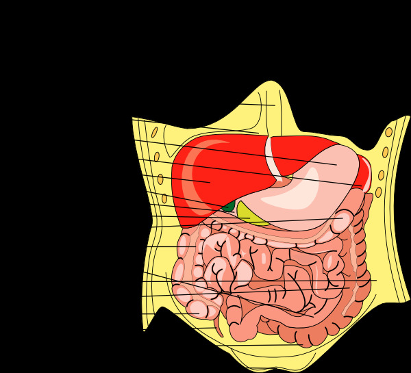 消化器官的医学图剪贴画