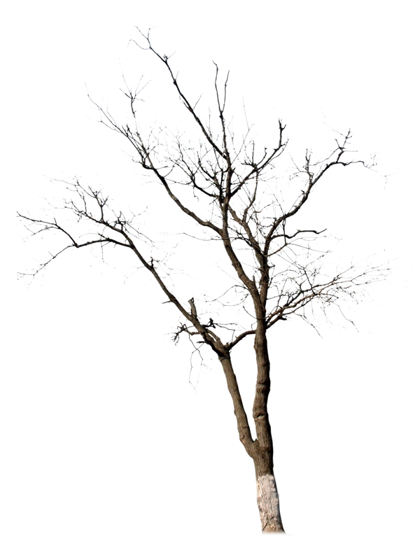 枯树干树