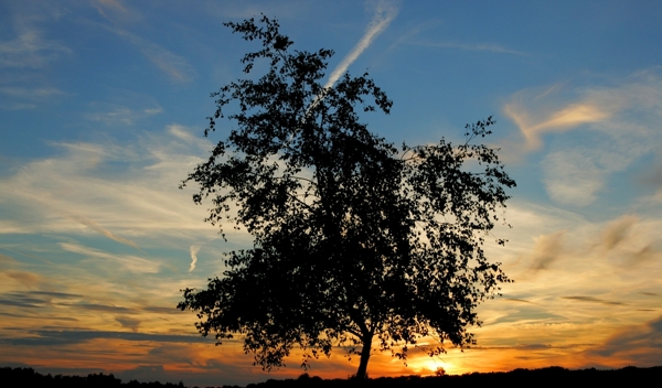 夕阳下的大树