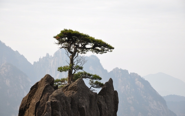 松树黄山图片