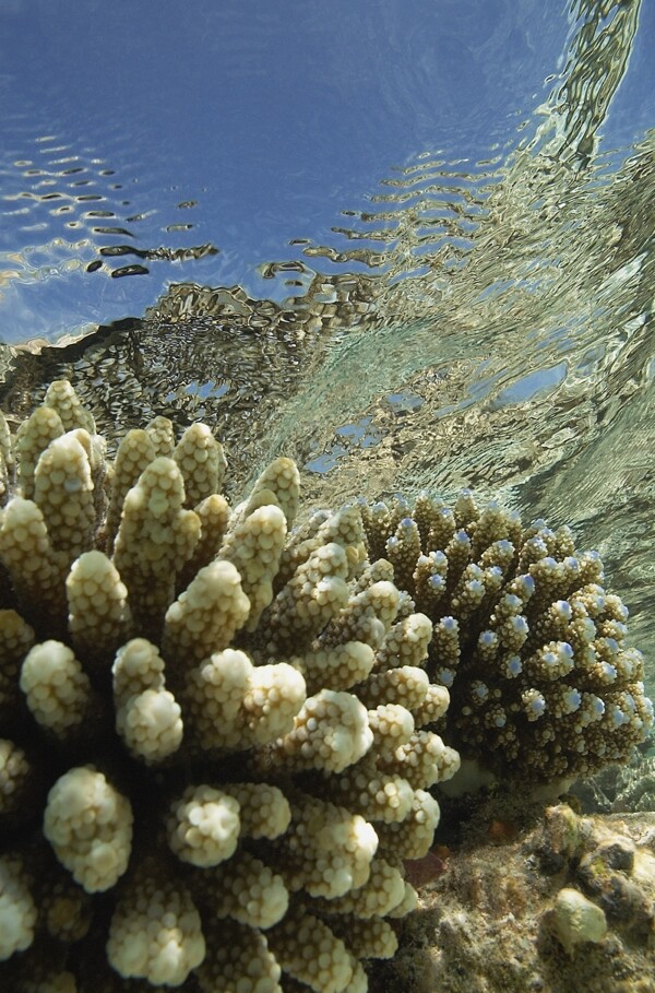 漂亮珊瑚图片图片
