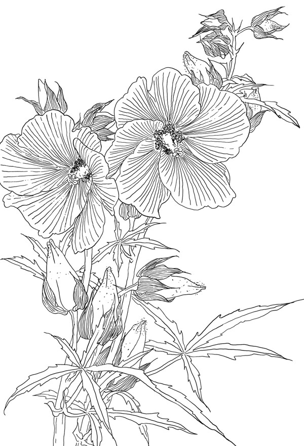 手绘线描图植物图片