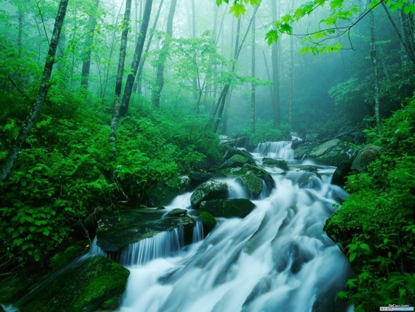 林间溪水绿色树林雾图片