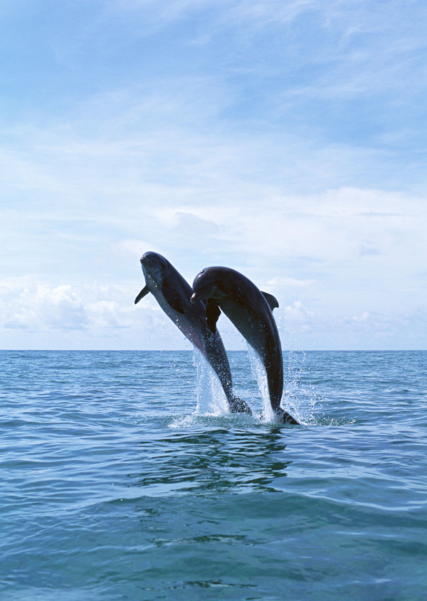 海面上的两只海豚摄影