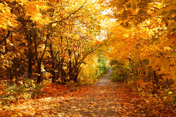 秋天树林道路风景