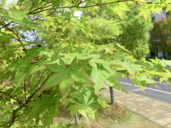 绿色枫叶图片