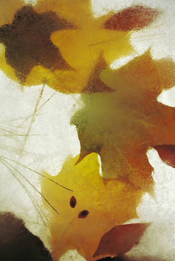 冰块里的枫叶图片
