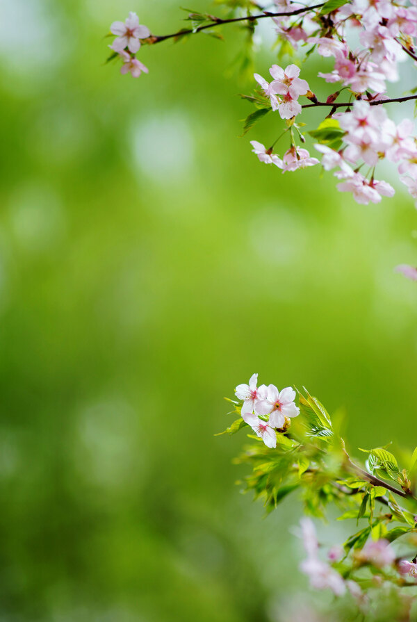 樱花图片