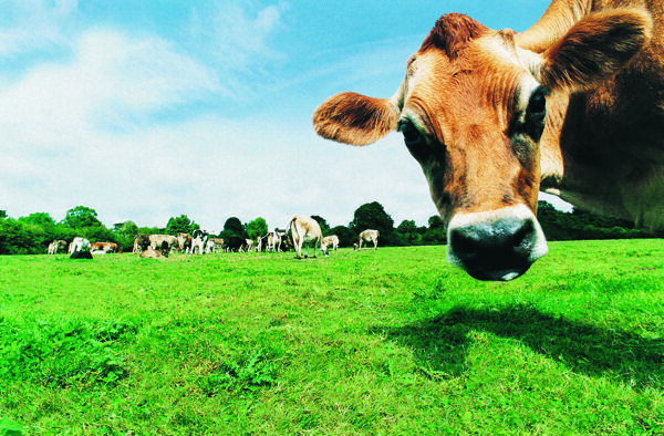 美丽的绿色奶牛牧场风景图片