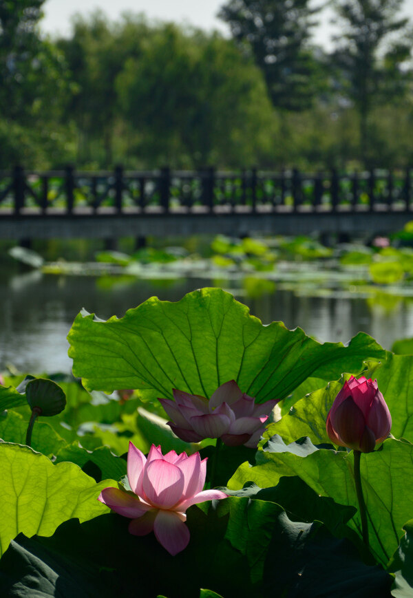 莲花夏景