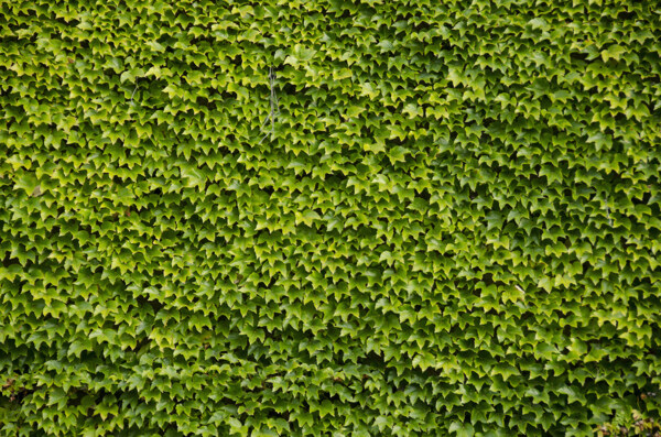 绿色爬墙虎风景图片