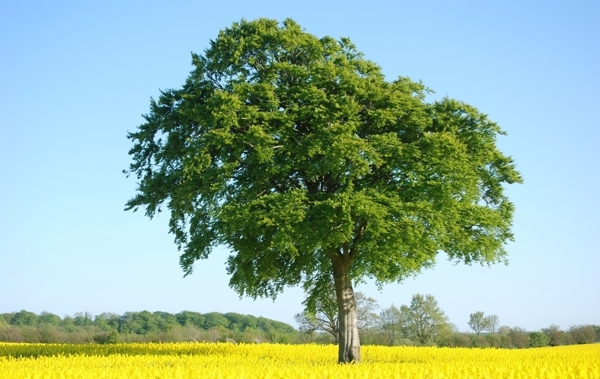 油菜花田大树