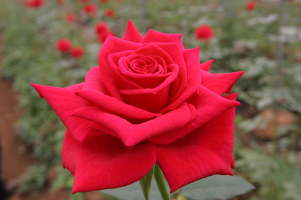 中国红玫瑰花图片