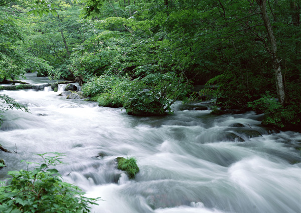 树植物水风景