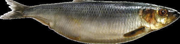 侧面角度鱼类图片免抠png透明图层素材