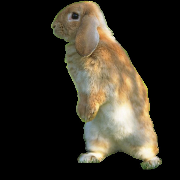 高清可爱兔兔静态素材
