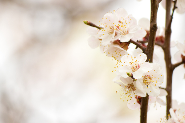 春天美丽的桃花图片