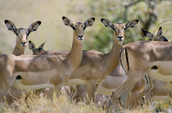 非洲野生动物羚羊图片图片