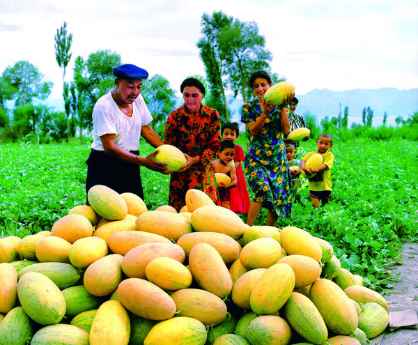 新疆的哈密瓜图片